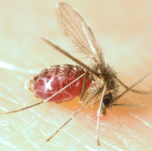 Mosquito Palha